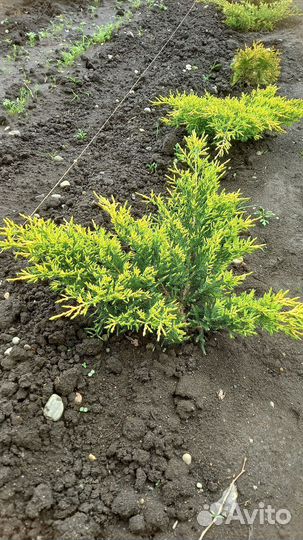 Можжевельник Голд Стар