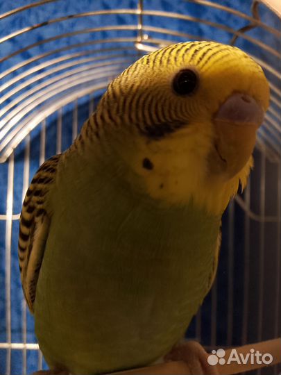 Волнистый попугай