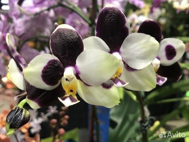 Орхидея Phal. fangtastic Green Envy