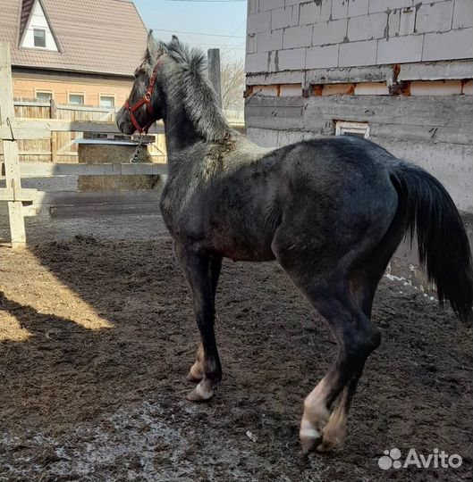 Орловский жеребец