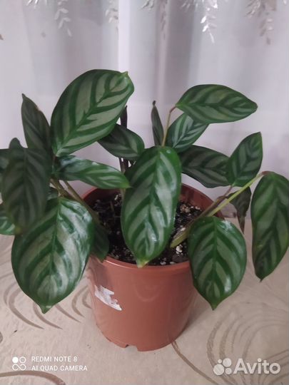 Комнатные цветы