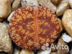 Живые камни - Литопсы - семена