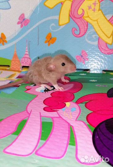 Крыса Дамбо Клетка Набор Крысята