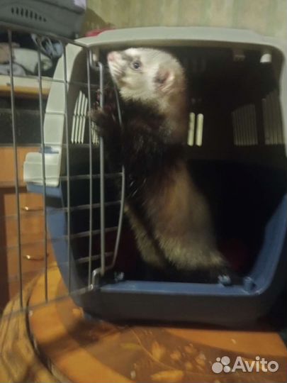 Хорек Вязка