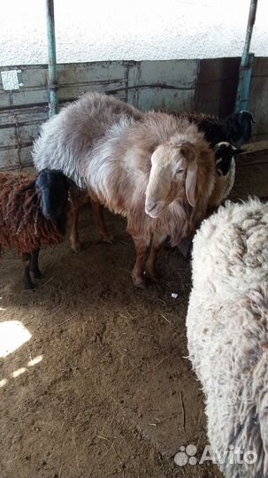 Племенной баран