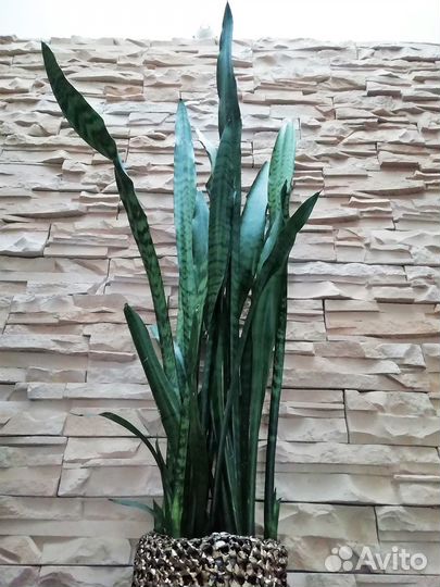 Сансевиерия (отростки)