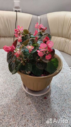 Вечноцветущая бегония