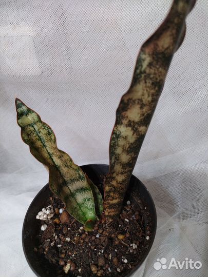 Сансевиерии Стар каньон гранит, Йелоу стоун