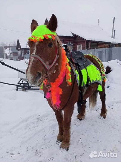 Конные прогулки