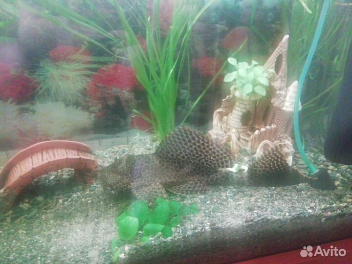 Парчовый сом