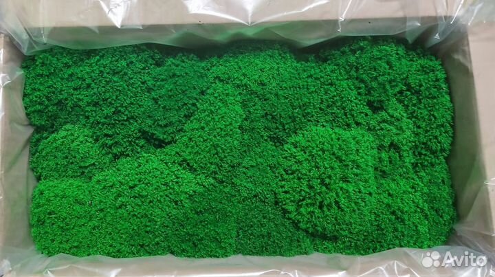 Стабилизированный мох для отделки помещений