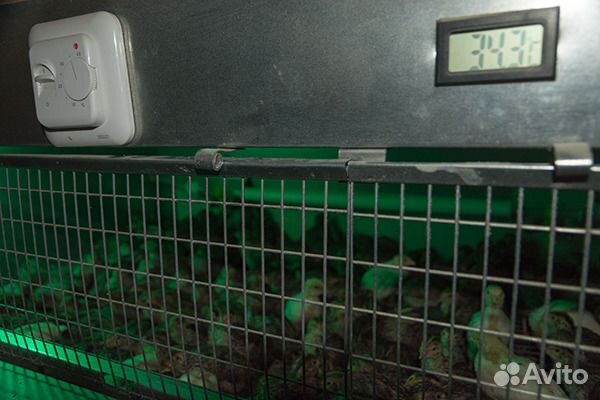 Яйца эстонских перепелов инкубационные