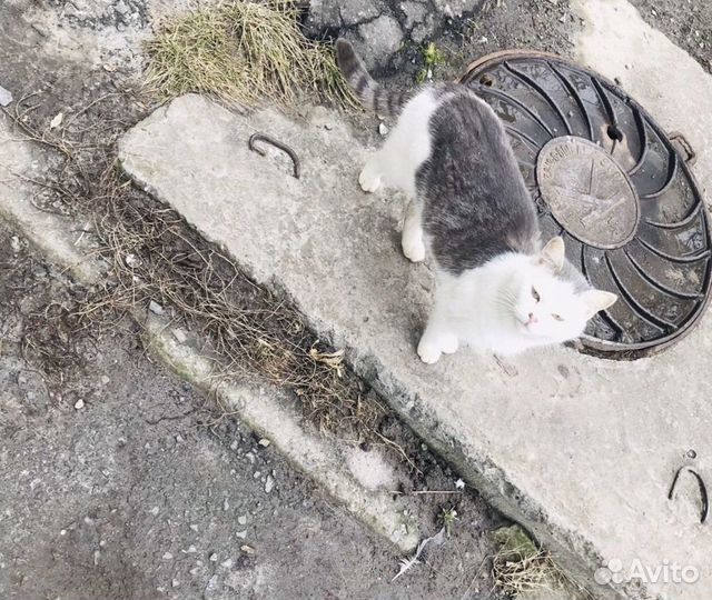 Котик