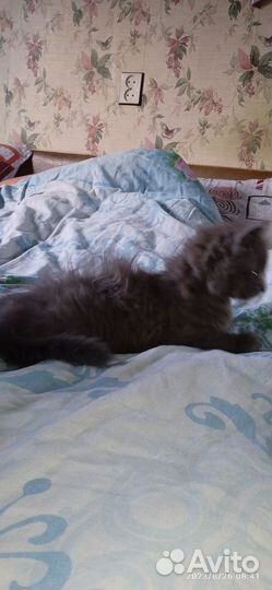 Отдам 2 котёнка