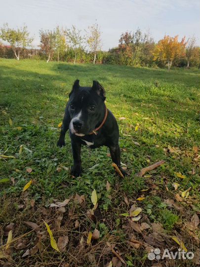 Гостиница для собак. Домашняя передержка