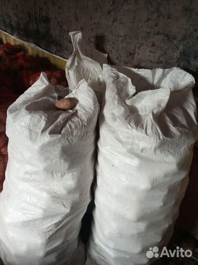 Картофель на корм скоту