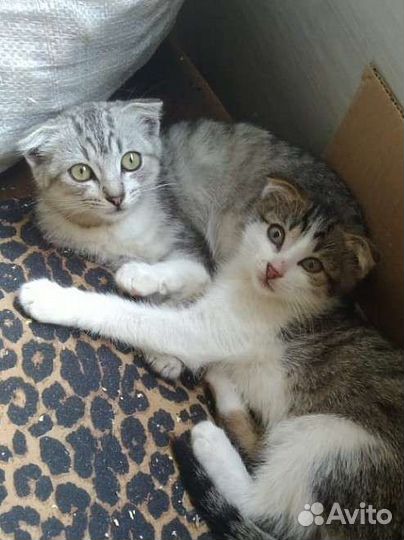 Котенок в добрые руки