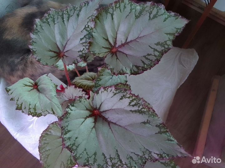 Бегония декоративно лиственная почтой