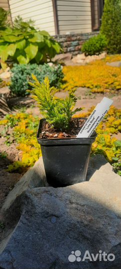 Можжевельники