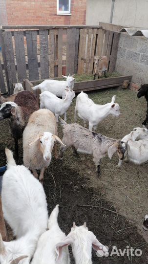 Продам коз