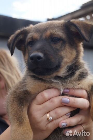 Щенок отдается в добрые руки