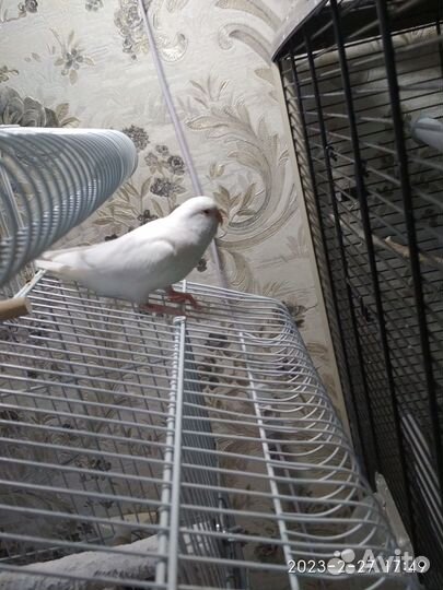 Волнистый попугай самка