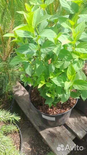 Гортензия Лайм Лайт