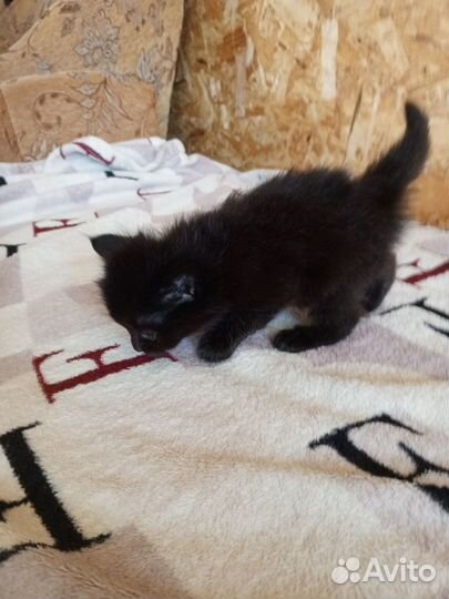 Кошки в добрые руки бесплатно