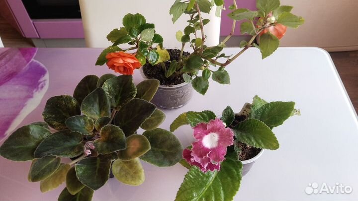 Фиалки, бальзамины, стрептокарпусы, кампанула