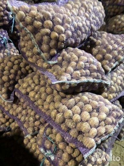 Семенной картофель