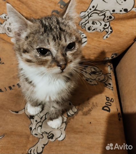 Кошка в дар бесплатно