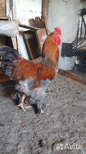 Петушки молодые,3-4хмесячные,порода Кохинхин