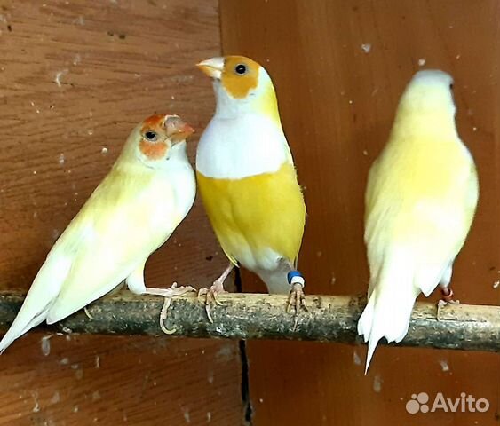 Амадины гульда