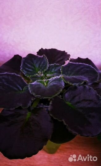 Фиалка стартер