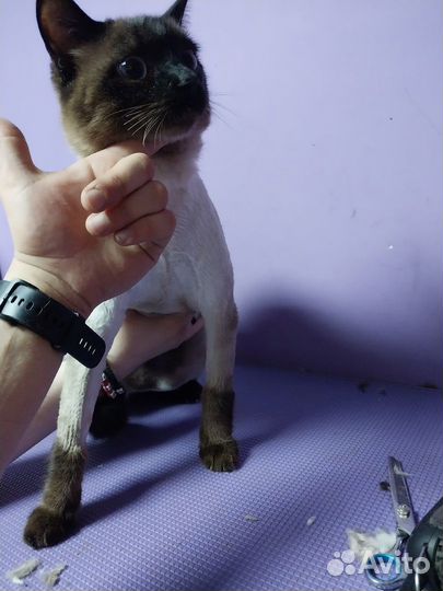 Стрижка собак стрижка кошек груминг