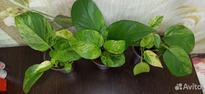 Эпипремнум марбл квин и плющ Хедера 'Еллоу Риппл'