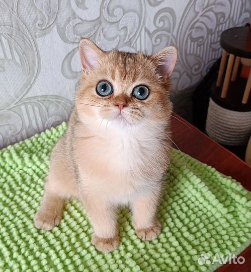 Золотая шиншилла девочка