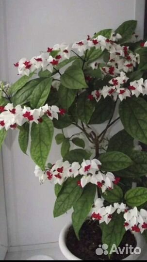 Фуксия,Клеродендрум,Бальзамин