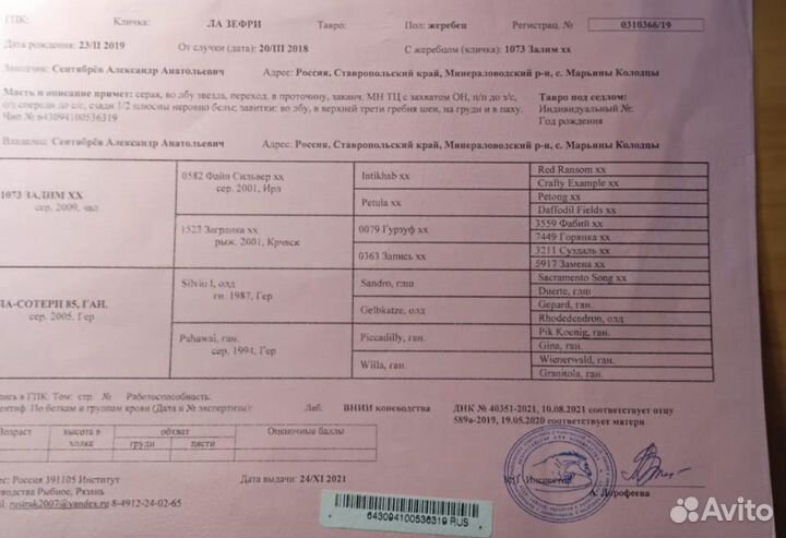 Жеребец Ганноверской породы