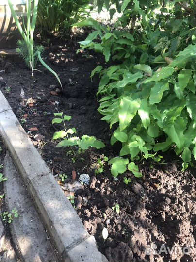 Магония падуболистная