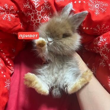 Домашний декоративный кролик