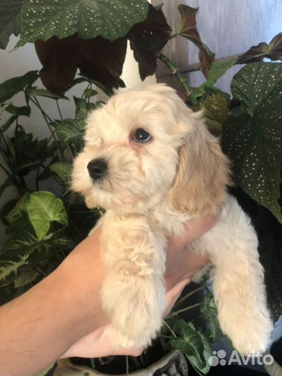 Мальтипу f1 девочка