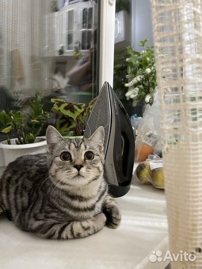 Британская кошка