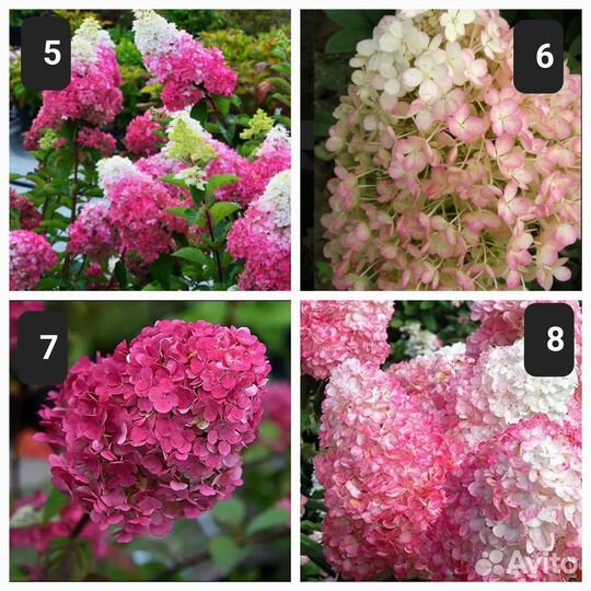 Гортензия метел.Полар Бир(Полярный медведь) и др