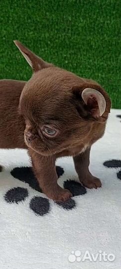 Чихуахуа кукольный мальчик шоколад