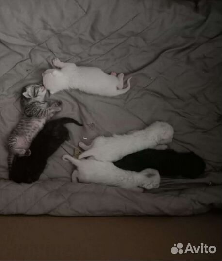 Котята в добрые руки