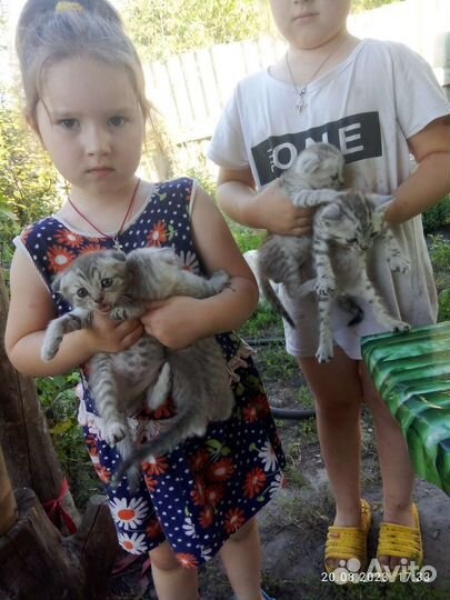 Шотландская