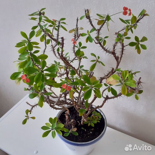 Кактусы и суккуленты