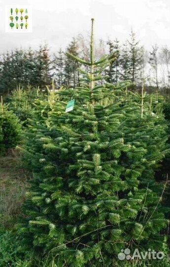 Крупномеры ели опт
