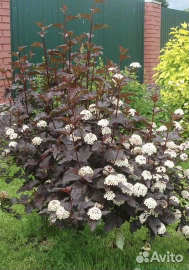 Пузыреплодник